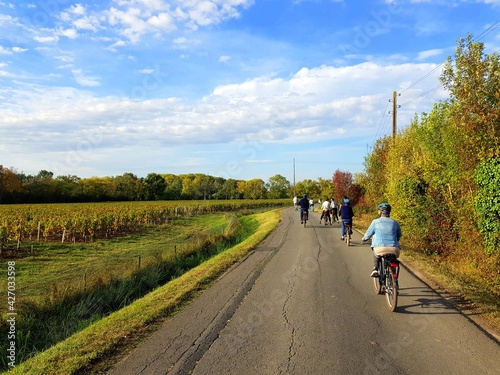 Vignoble du Medoc, région de Bordeaux