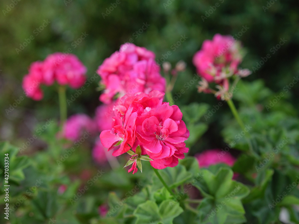 pink rose bush pink rose bush