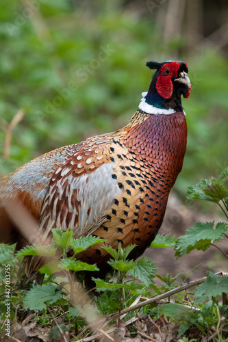 Male pheasant at Strumpshaw Fen nature reserve in Norfolk photo