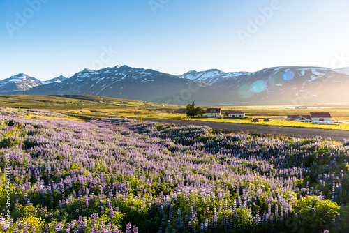 Deserted winding road through a rural landscape with mountains in background and a flowery meadow in foreground under midnight sun in summer. Lens flare. Countryside of Iceland.