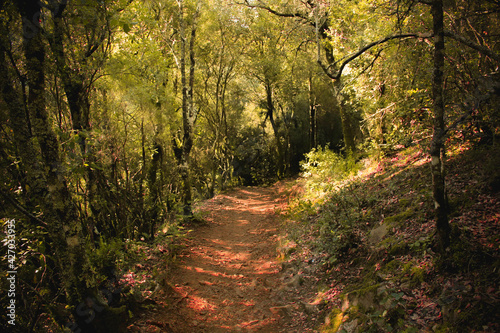 Camino de un bosque cálido con luz natural © Ariadna