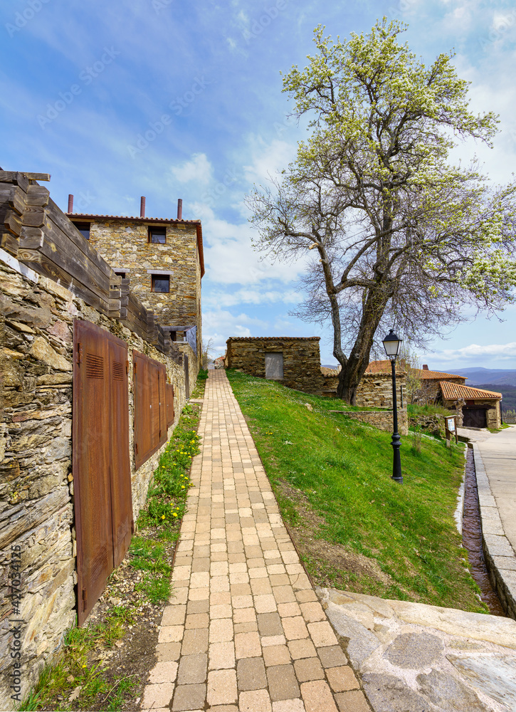 Stone path next to old houses and large pear tree with spring flowers. La Hiruela Madrid.