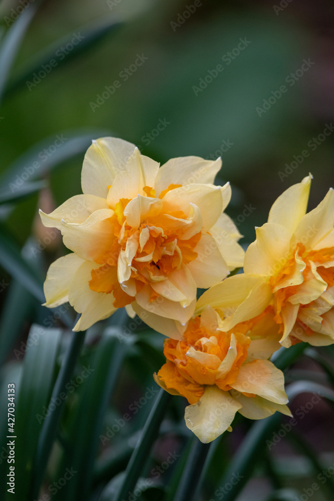 Fototapeta premium Spring daffodils