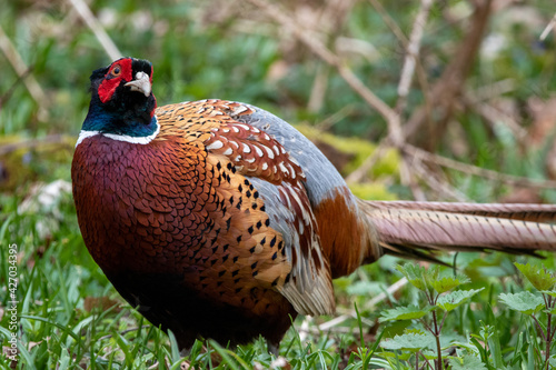 Male pheasant at Strumpshaw Fen nature reserve in Norfolk photo