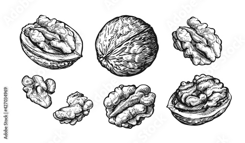 Walnuts set. Hand drawn sketch of nuts Isolated on white background. Vector illustration
