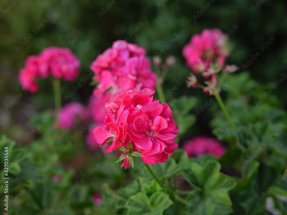 pink rose bush