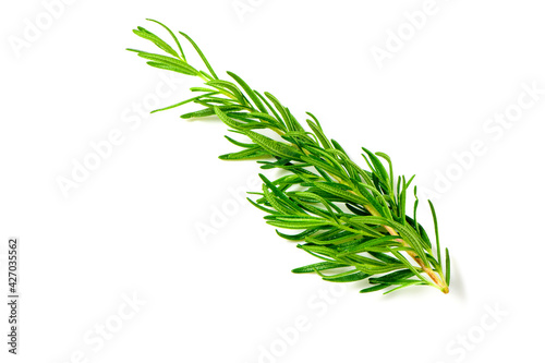 Branch of fresh rosemary isolated on white background.