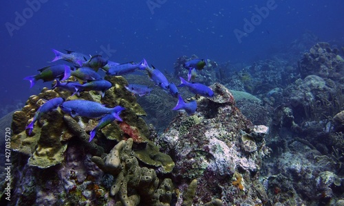 School of Creole Wrasse - Clepticus parrae tropical fish swimming in the coral reef photo