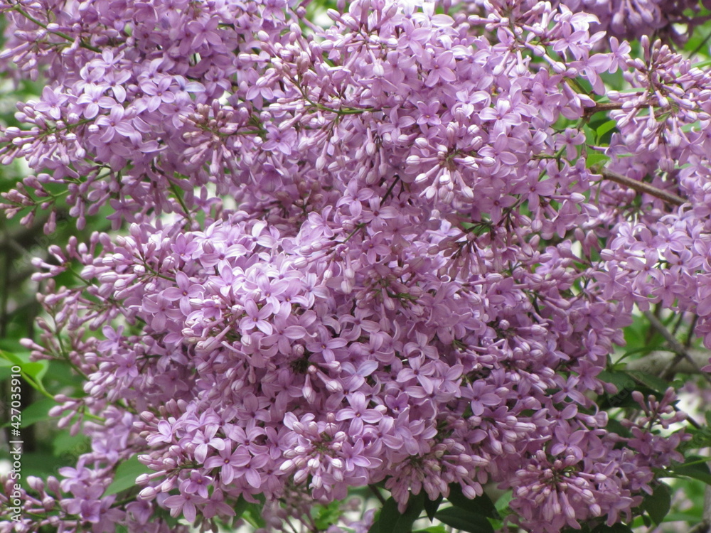 Bright purple lilac. Flowers in spring. Nice weather. Flowering in summer. The sun is shining. Beautiful lilac flowers bloomed. Spring mood Bright purple lilac. Flowers in spring. Nice weather. Flowering in summer. The sun is shining. Beautiful lilac flowers bloomed. Spring mood