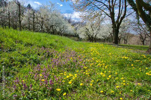 Wallpaper Mural Kirschblüte auf dem HEuberg in Ettenheim in der Ortenau Torontodigital.ca