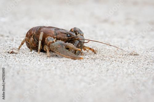 Canvas Print A virile crayfish (Faxonius virilis), also known as the northern crayfish, at Rouge Beach in Scarborough, Ontario