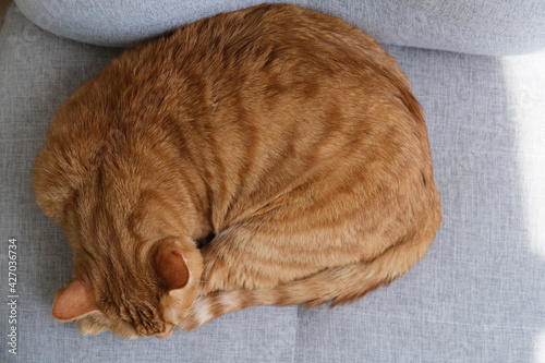 top down view of tabby cat sleeping on grey sofa at home photo