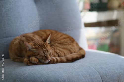 Fototapeta Naklejka Na Ścianę i Meble -  close up tabby cat sleeping on grey sofa at home