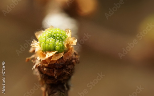 Young cones on a twig covered with lichen. 