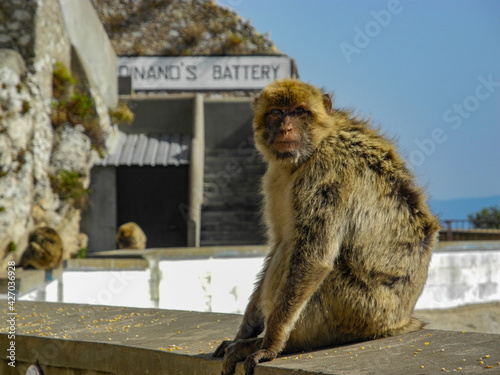 Barbary macaque on the Rock of Gibraltar