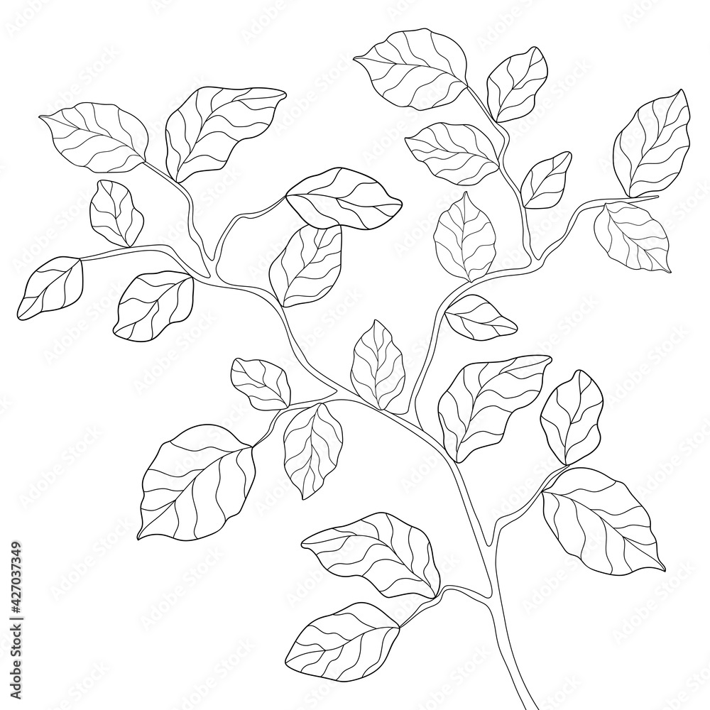 Hand drawn branch with leaves and simple floral patterns on a white isolated background. Summer botanical illustration. Suitable for coloring book.