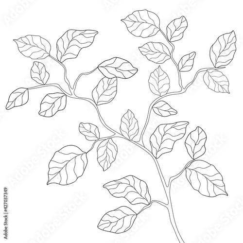 Hand drawn branch with leaves and simple floral patterns on a white isolated background. Summer botanical illustration. Suitable for coloring book.