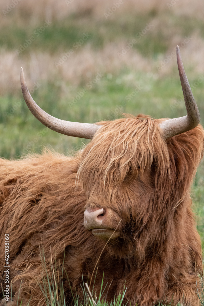 Highland cattle at Strumpshaw Fen nature reserve on the Norfolk Broads