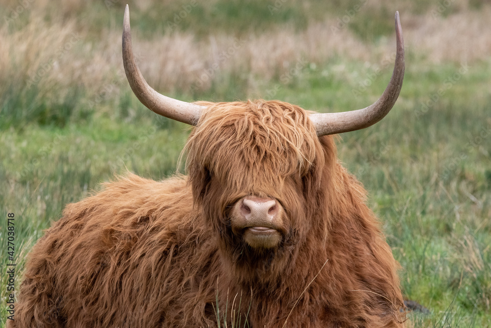 Highland cattle at Strumpshaw Fen nature reserve on the Norfolk Broads Highland cattle at Strumpshaw Fen nature reserve on the Norfolk Broads