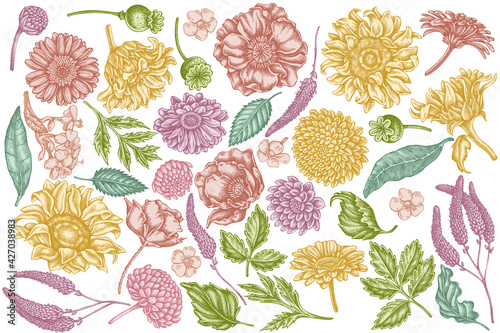Vector set of hand drawn pastel poppy flower, gerbera, sunflower, milkweed, dahlia, veronica