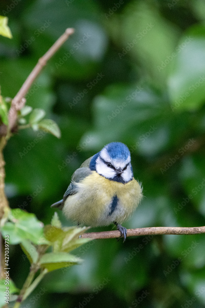 Fototapeta premium Blue tit sitting on a branch