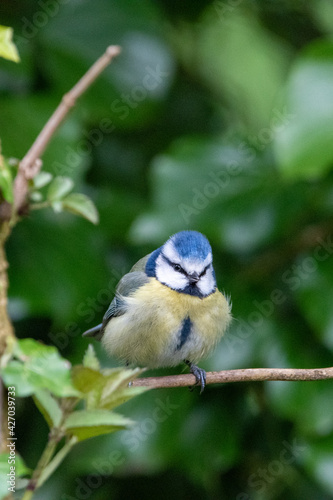 Blue tit sitting on a branch