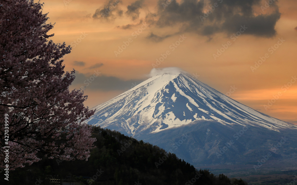 Mount Fuji and Sakura tree in blooming.