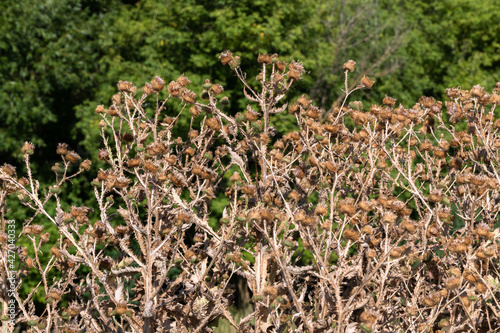 a large bush of dried tartar in late summer photo