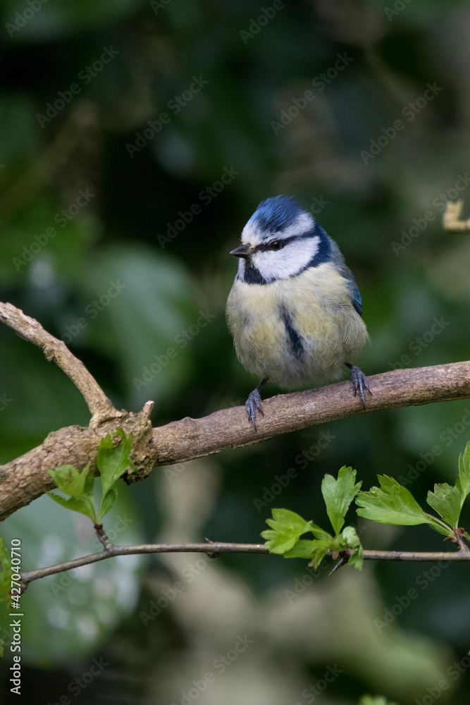 Blue tit sitting on a branch