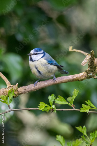 Blue tit sitting on a branch © Christopher Keeley