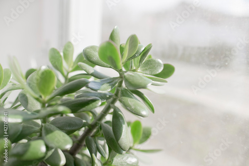 houseplant succulent in a pot stands on a room window