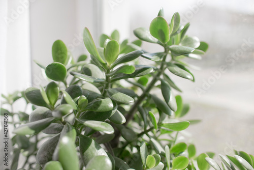 houseplant succulent in a pot stands on a room window