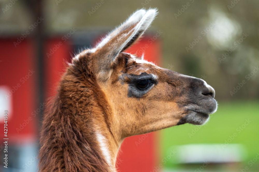 Fototapeta premium Lama Portraits