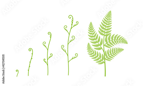 Fern plant growth stages. Polypodiopsida or Polypodiophyta. Growing period steps. Harvest animation progression phase. Life cycle. Vector set. photo