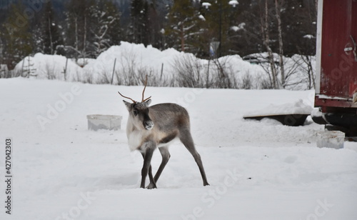 A cute Finnish reindeer