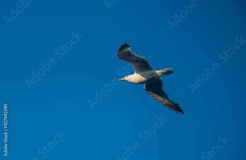 Una gaviota atraviesa el cielo azul en la costa del Atlántico español
