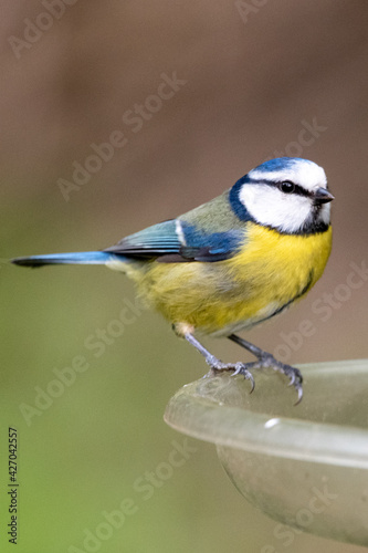 Blue tit on a bird feeder © Christopher Keeley