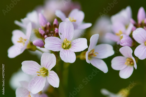 Blüten des Wiesen-Schaumkraut (Cardamine pratensis) 