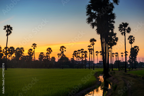 Sugar palm tree and paddy rice farm at sunset © Blanscape