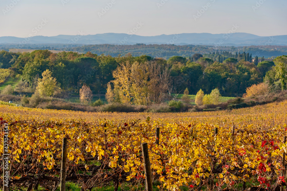 autumn colors in the Chianti hills in Siena