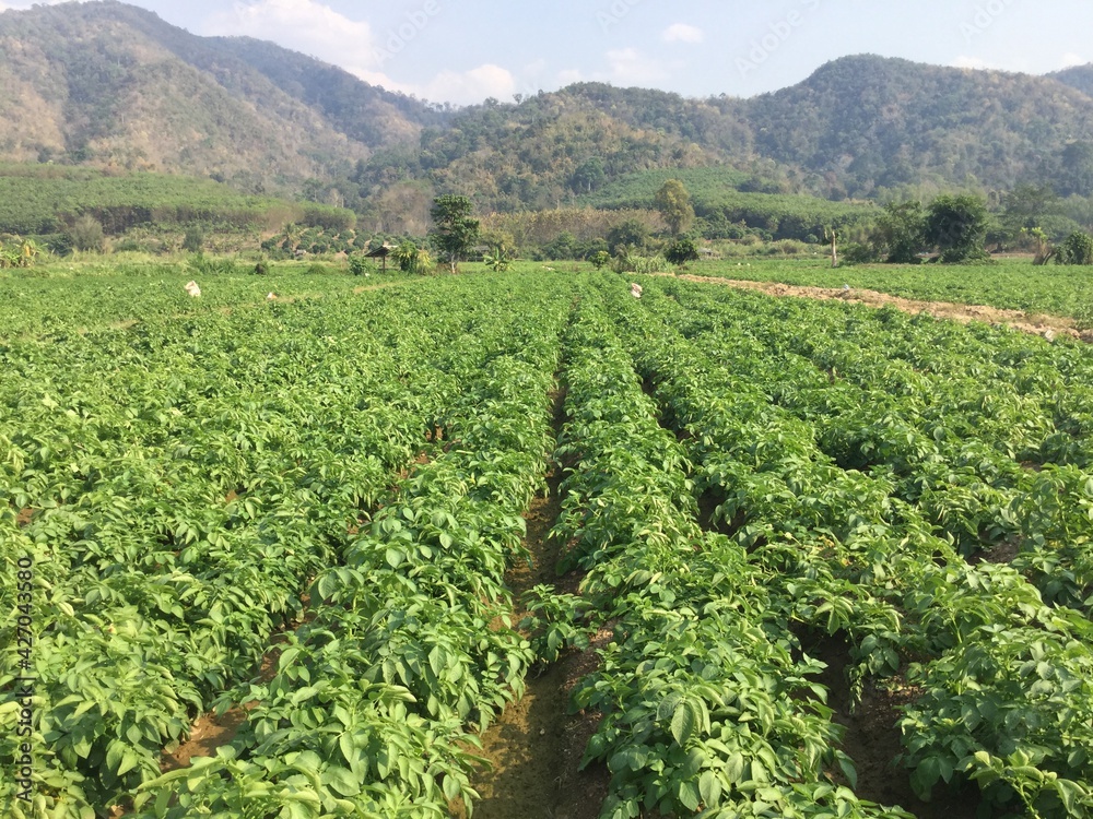 Potato trees in growing fields. Potato trees in growing fields.