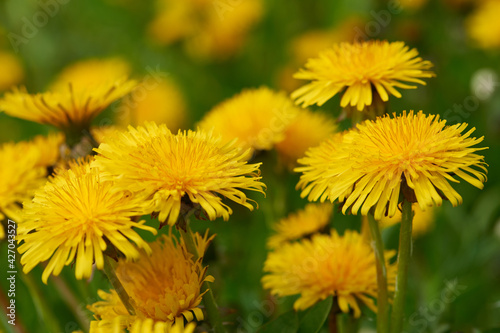 Gew  hnlicher L  wenzahn  Taraxacum sect. Ruderalia   