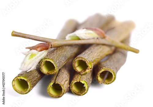 Willow Bark (Salix Alba) Collected Early Spring. Medicinal Raw Material. Isolated on White.