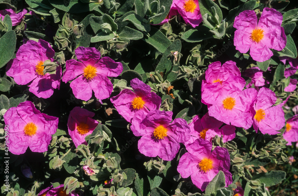 Ταπετσαρία Ciste pulvérulent , cistus x pulverulentus