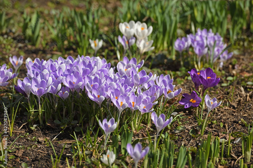 First spring flowers. Crocus vernus (Spring Crocus, Giant Crocus) in April