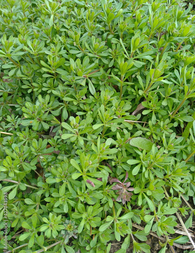 close up of green grass