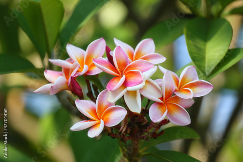 White mix yellow of plumeria flowers.