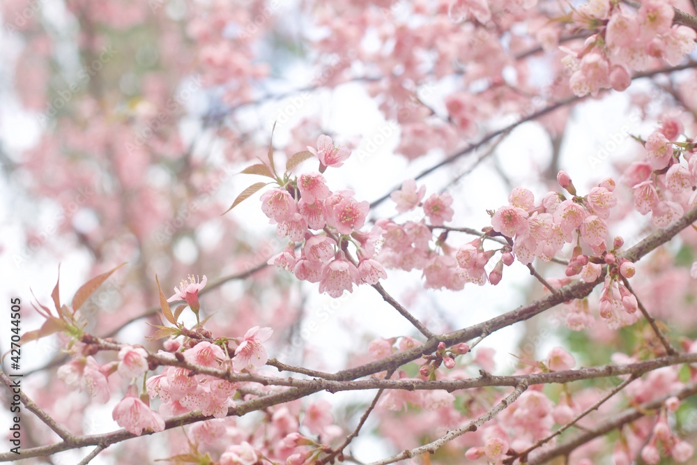 pink cherry blossom.