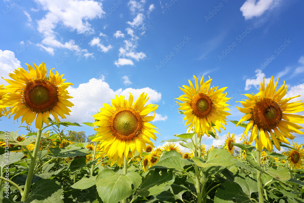 Sunflowers are blooming on a bule sky background.