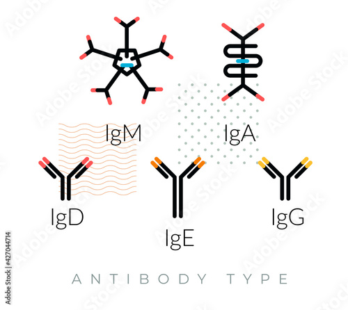 Immunoglobulin - Antibodies - Complex Protein - Icon